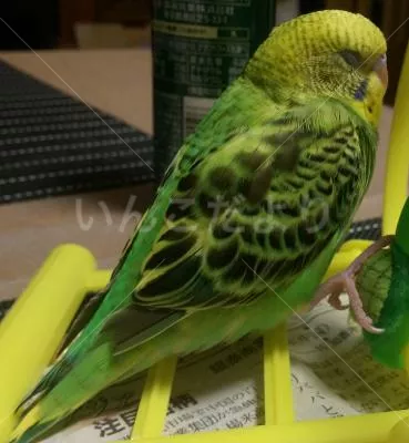 コメントの画像