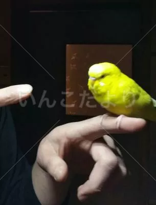 コメントの画像