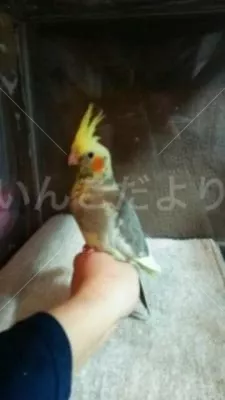 コメントの画像