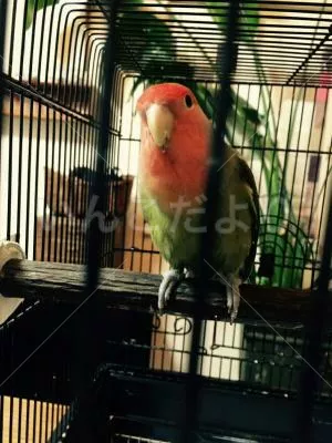 コメントの画像