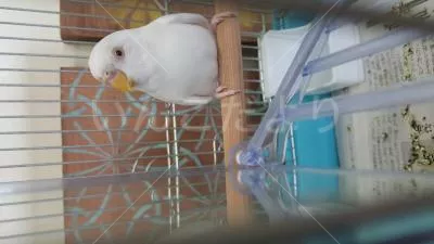 コメントの画像