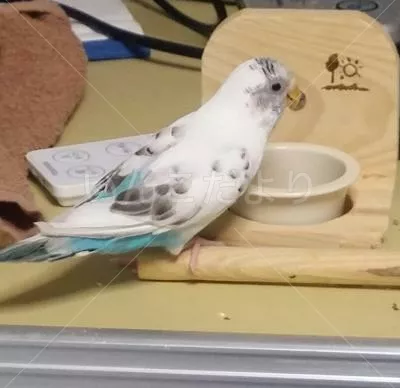 コメントの画像