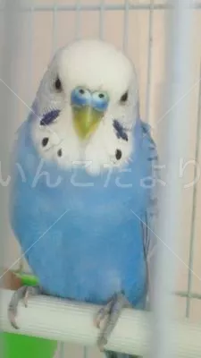 コメントの画像