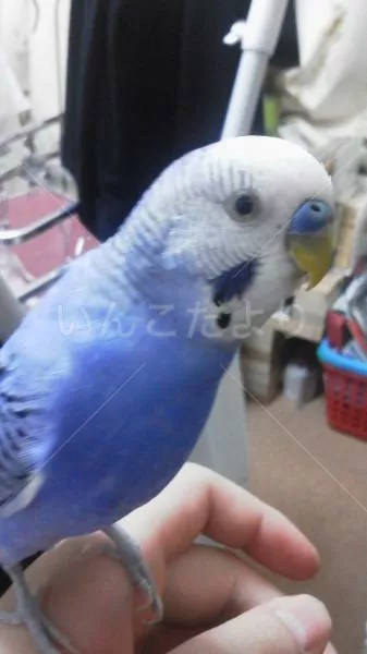 コメントの画像