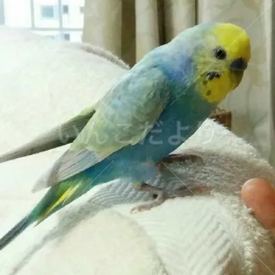 コメントの画像