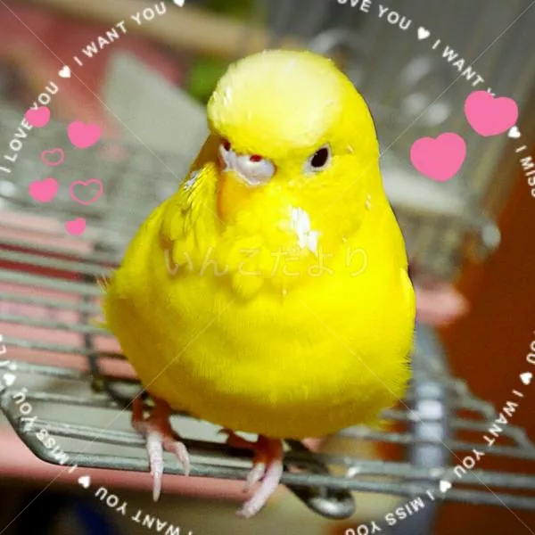 コメントの画像