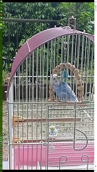 コメントの画像