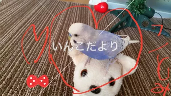 コメントの画像