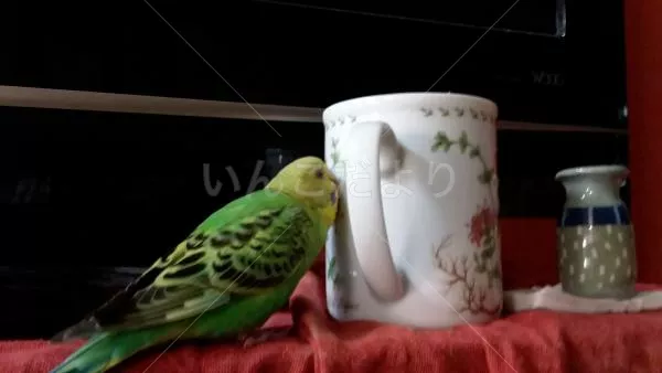 コメントの画像