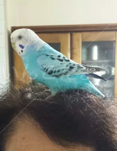 コメントの画像