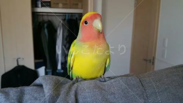 コメントの画像