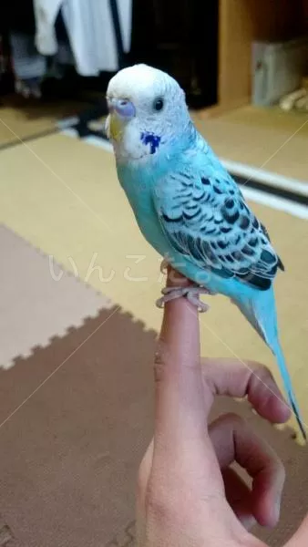 コメントの画像