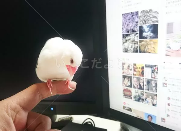 コメントの画像