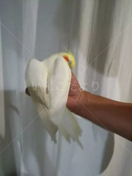 コメントの画像