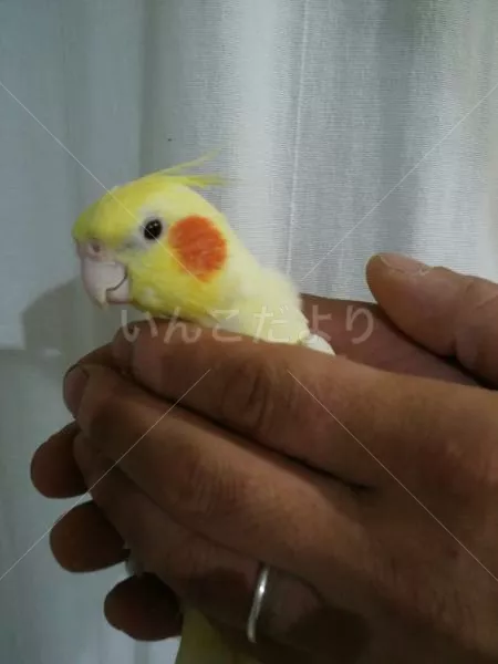 コメントの画像