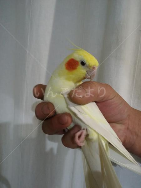 コメントの画像