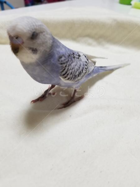 コメントの画像