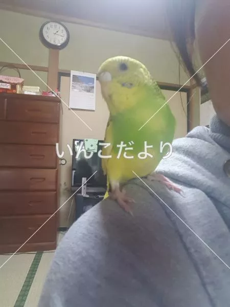 コメントの画像