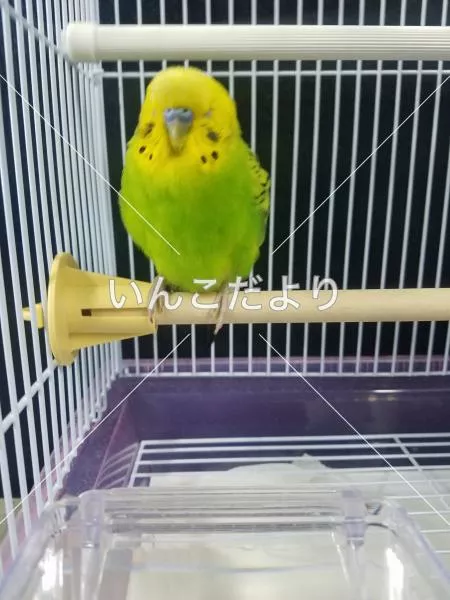 コメントの画像