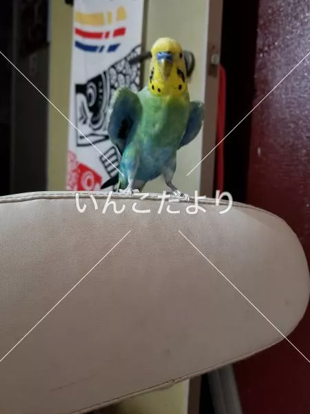 コメントの画像