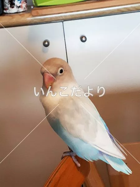 コメントの画像