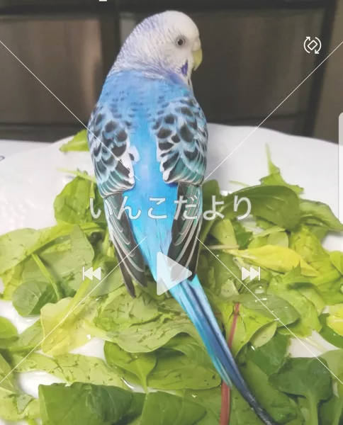 コメントの画像