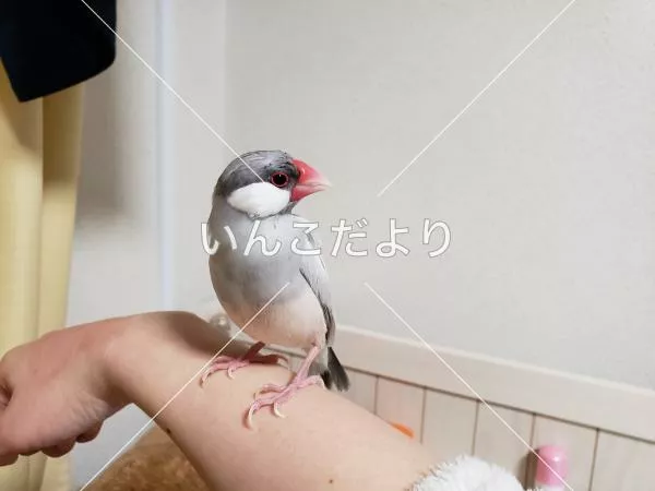 コメントの画像