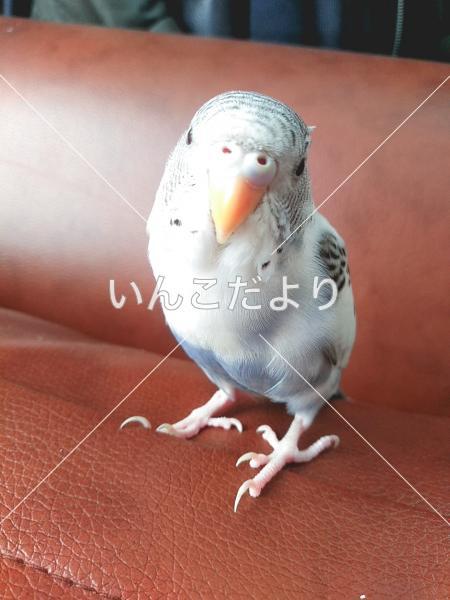 コメントの画像