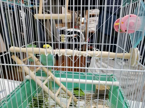 コメントの画像