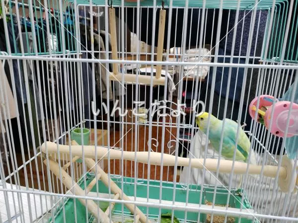 コメントの画像