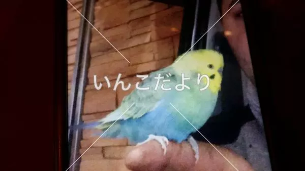 コメントの画像