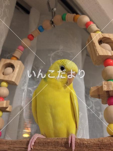 コメントの画像