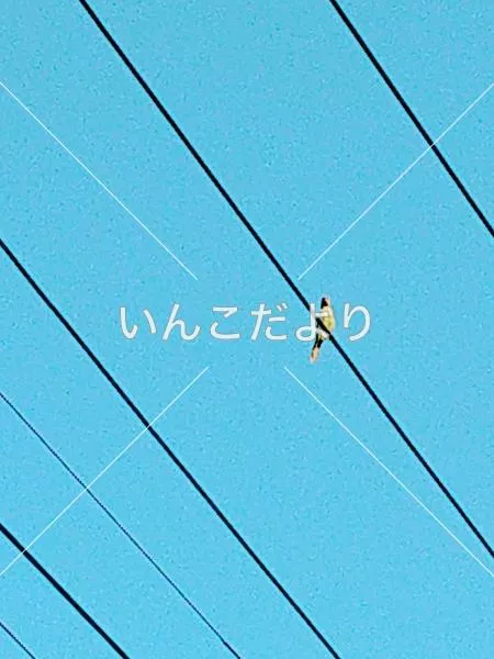 コメントの画像