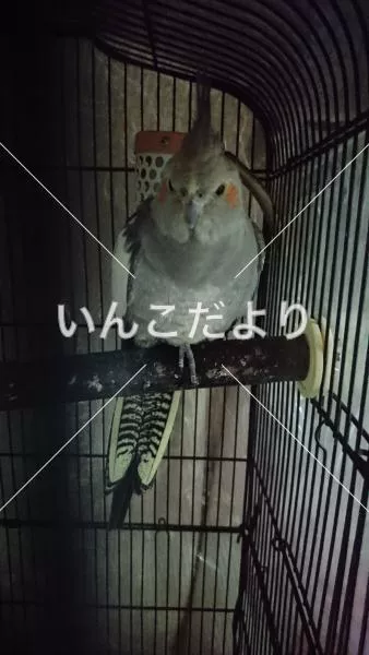 コメントの画像