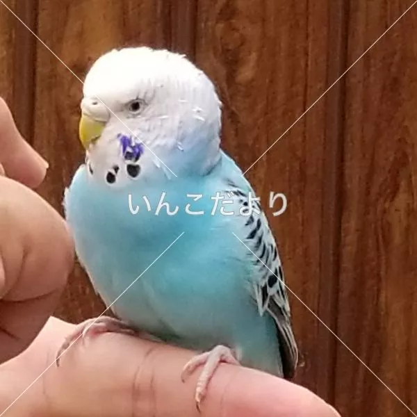 コメントの画像