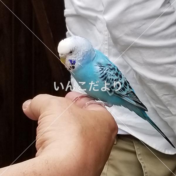 コメントの画像