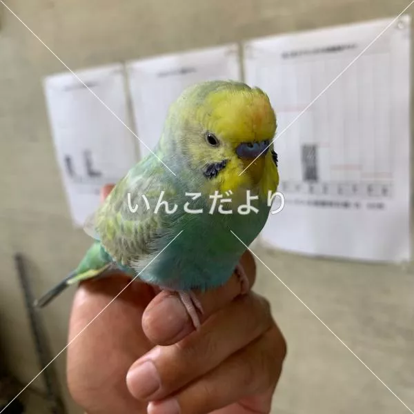 コメントの画像