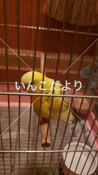コメントの画像