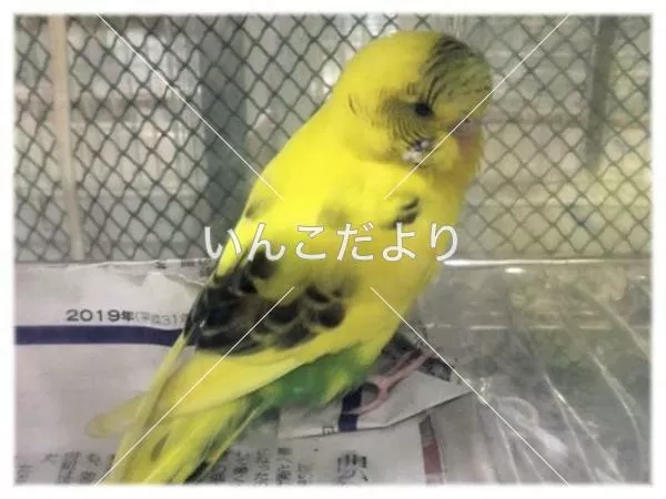 コメントの画像