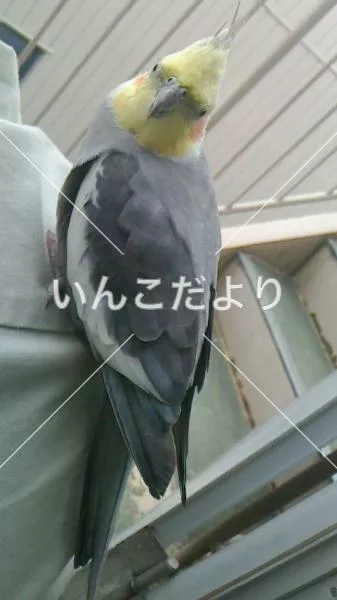 コメントの画像