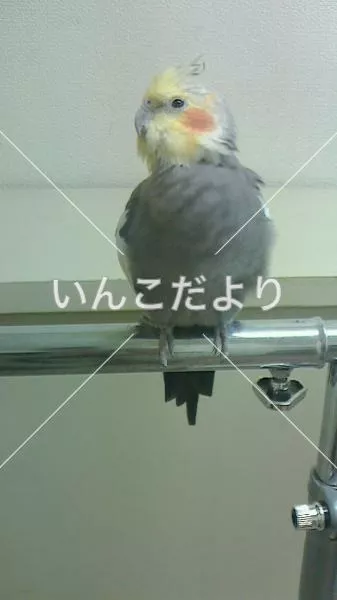 コメントの画像