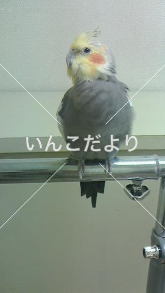 コメントの画像