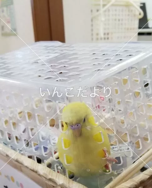 コメントの画像