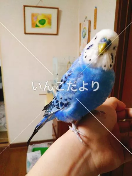 コメントの画像