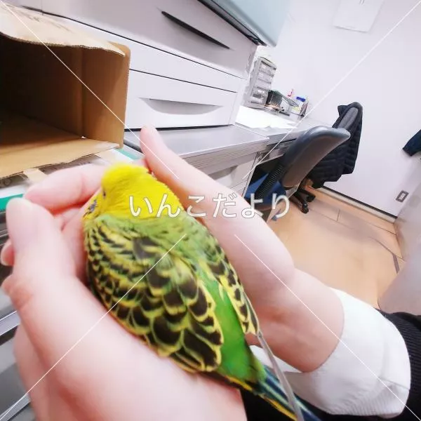 コメントの画像