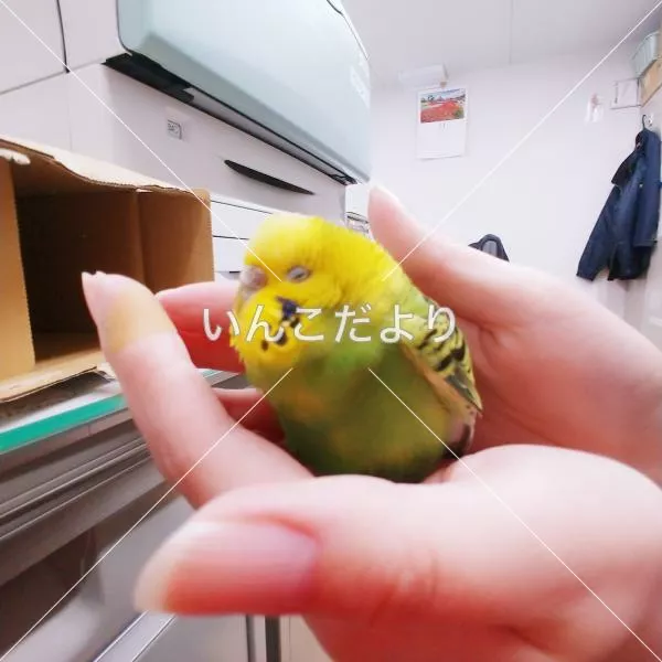 コメントの画像