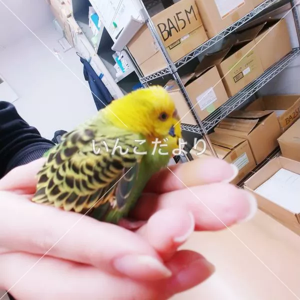 コメントの画像