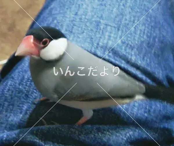 コメントの画像