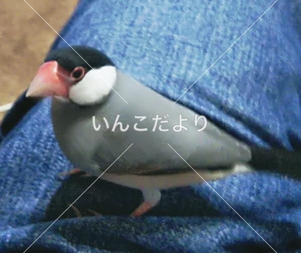 コメントの画像