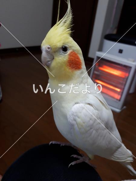 コメントの画像